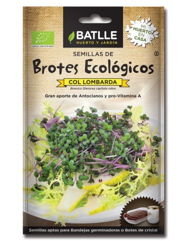 Brotes col lombarda para germinar sobres - Imagen 1