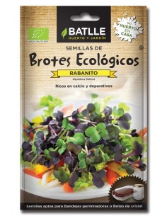 Brotes Rabanito sango para germinar sobres