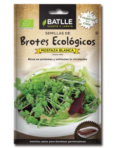 Brotes mostaza blanca para germinar sobres