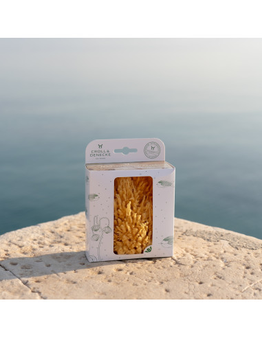 Esponja marina del Mediterráneo grande, 12cm - Imagen 2