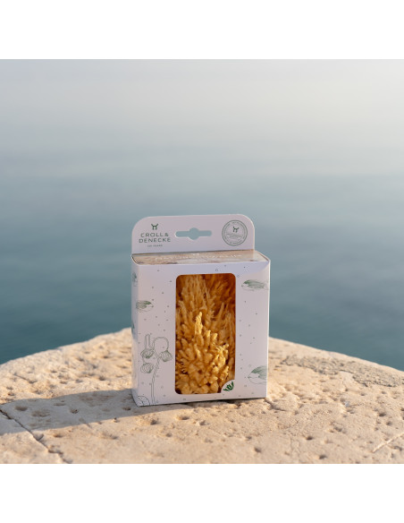 Esponja marina del Mediterráneo grande, 12cm - Imagen 2