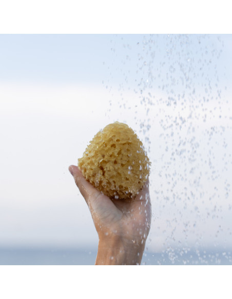 Esponja marina del Mediterráneo grande, 12cm - Imagen 4
