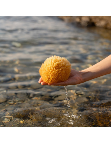 Esponja marina del Mediterráneo grande, 12cm - Imagen 5