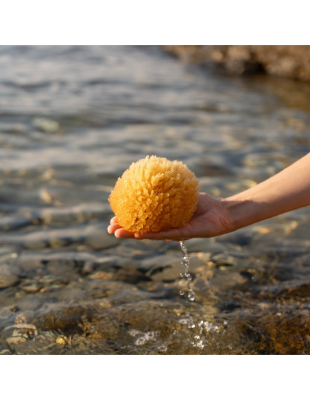 Esponja marina del Mediterráneo grande, 12cm - Imagen 5