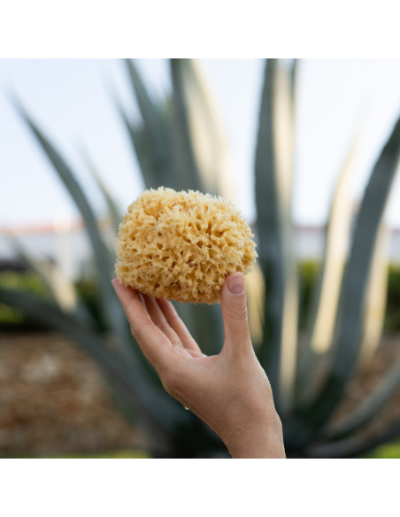 Esponja marina del Mediterráneo grande, 12cm - Imagen 6