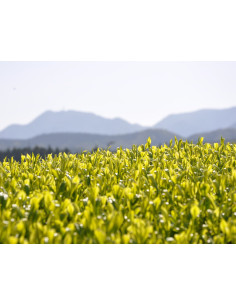 Té verde japonés - Benifuuki, ligeramente fermentado, 1ª... 2